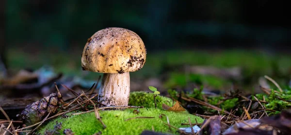 Ehető Porcini Gomba Egy Erdei Tisztáson Közelről Napfény Fényében Gyönyörű — Stock Fotó