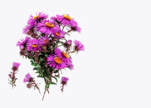 Strauß Lila Blumen Mit Kopierraum Für Design — Stockfoto