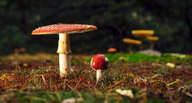 Parlak kırmızı benekli, sonbaharda açık bir ormanda, agarik bir sinek..