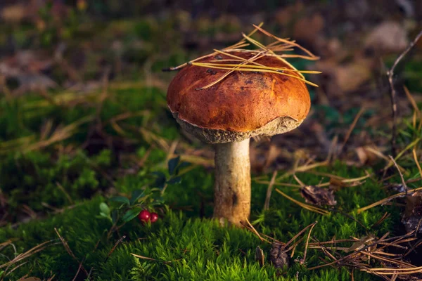 Nagy Gyönyörű Boletus Gomba Egy Erdei Tisztáson Ősszel — Stock Fotó