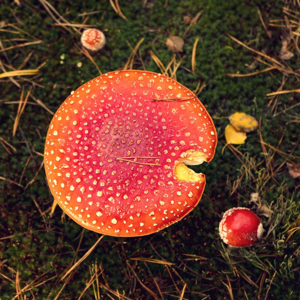 Vermelho Brilhante Manchado Voar Agaric Uma Clareira Floresta Outono — Fotografia de Stock