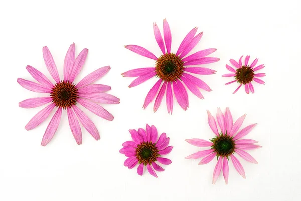 Fleurs Échinacée Violet Vif Isolées Sur Fond Blanc — Photo