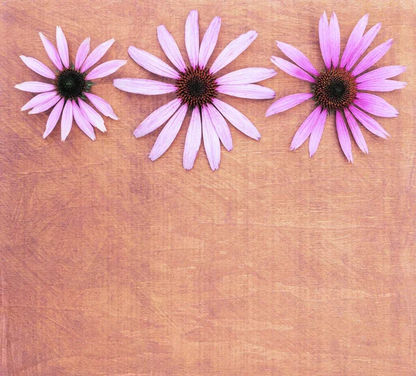 Minimalistic Floral Greeting Card Bouquet Purple Echinacea — Stock Photo, Image
