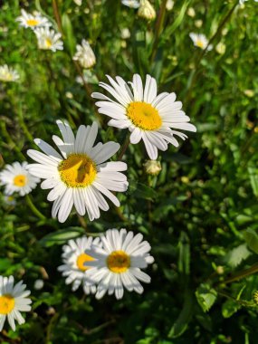 Yeşil çimenlerin arka planında papatyalar.
