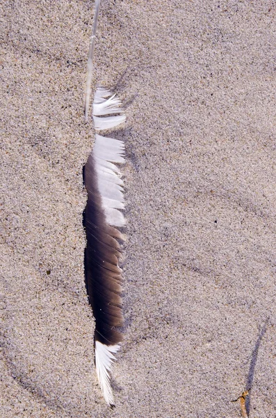 Vogel ganzenveer in het zand. natuurlijke zeezicht. — Stockfoto