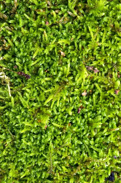 Macro detail van forest moss vloer natuurlijke grond. — Stockfoto