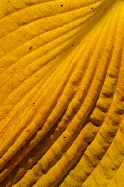 Фрагменты и детали осеннего цветного листа . — стоковое фото