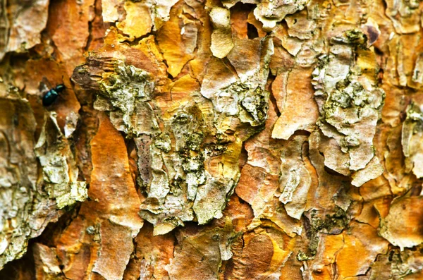 Background of pine tree trunk bark surface texture — Stock Photo, Image