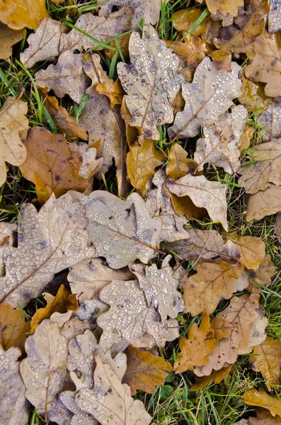 Gocce d'acqua su foglie di quercia distese a terra . — Foto Stock