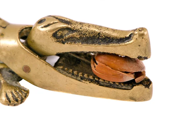 Closeup gold crocodile tool cobnut nut crush white — Stock Photo, Image