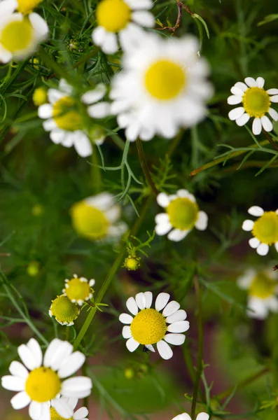 Flores Margarida florescendo ervas no verão closeup — Fotografia de Stock