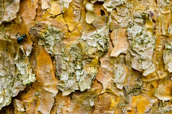 Background of pine tree trunk bark surface texture — Stock Photo, Image