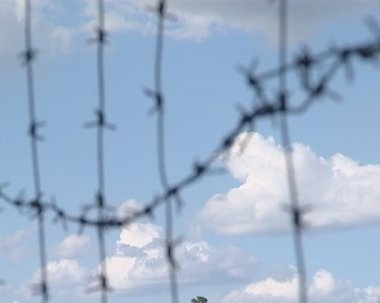 Champ de maïs à la récolte.