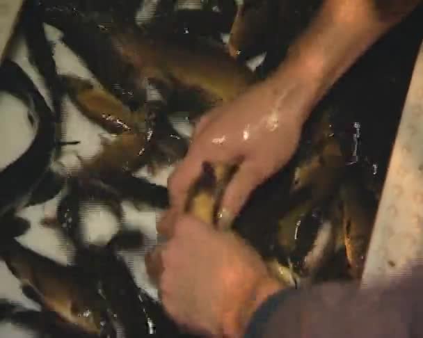 Ryba lin. — Wideo stockowe