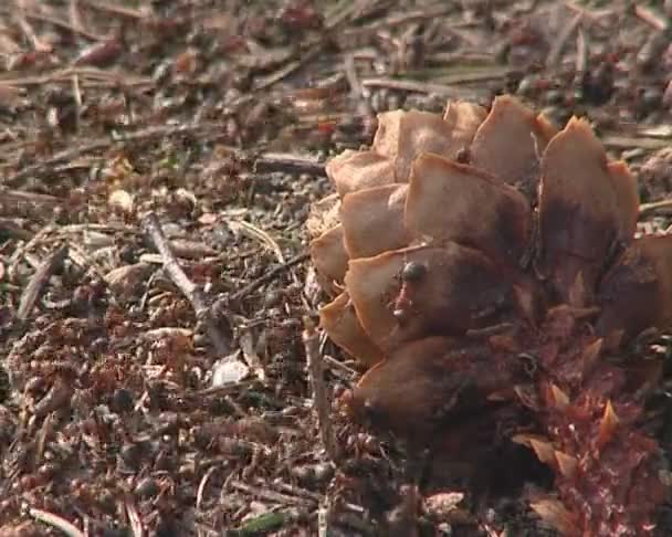 Fourmilière pleine de fourmis . — Video