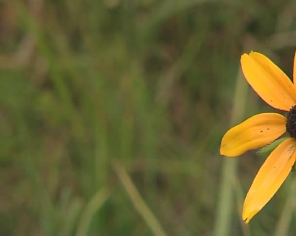 Flor con ocho hojas amarillas . — Vídeo de stock