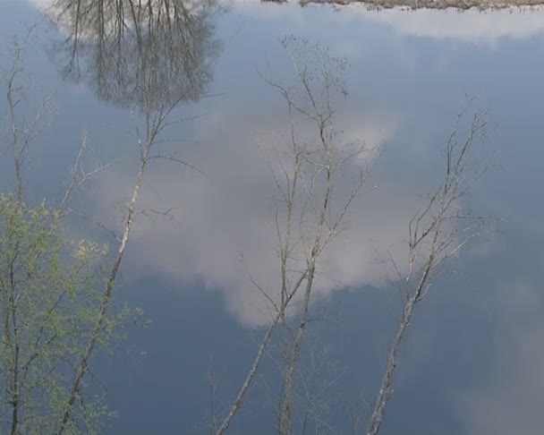 Träd och himmel reflektion. — Stockvideo