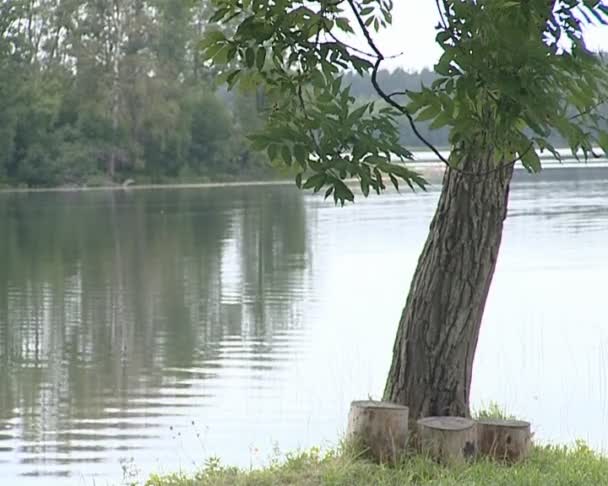 Na margem do lago. água ondulada, tocos de árvore, floresta . — Vídeo de Stock