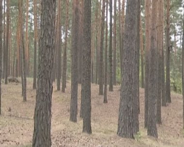 çam ormanı. pines ve onların koni.