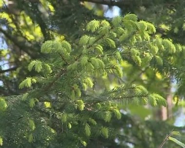 yeni yetişkin spines ile rüzgarda sallanan yeşil çam dalları.