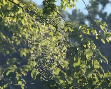 rüzgarda sallanan bir ağacın üzerinde asılı nemli örümcek ağı.