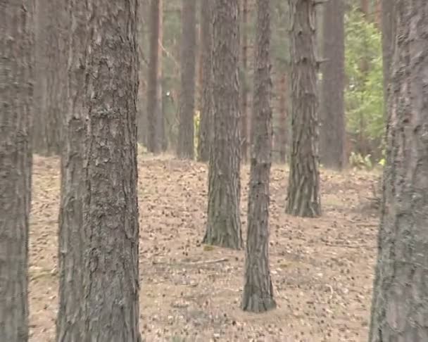 Une forêt de pins. beaucoup de pins et leur cône . — Video