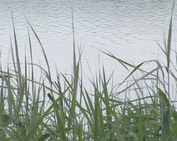 Sway a szélben a nád. tó víz gyűrűző háttér. — Stock videók
