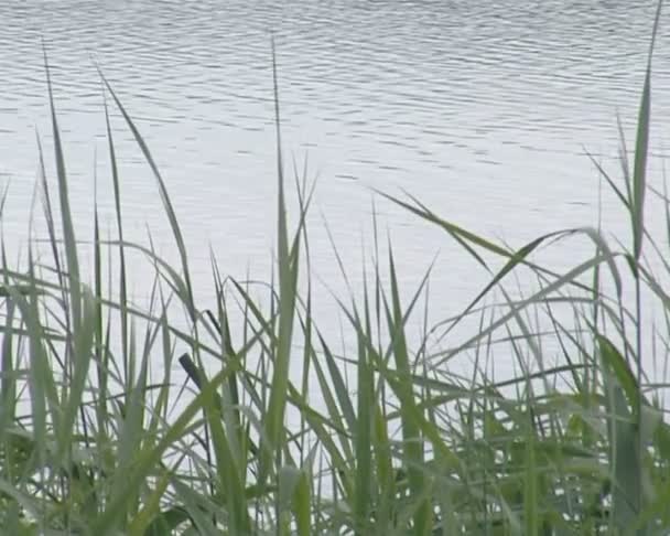 Balancez les roseaux dans le vent. eau du lac ondulation en arrière-plan .