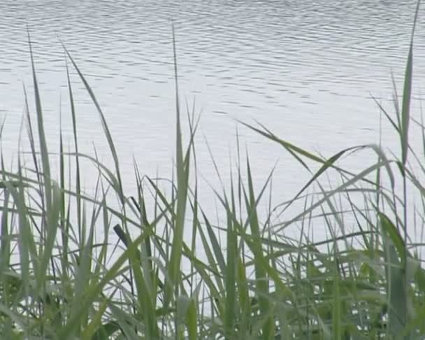 Zwaaien rieten in de wind. rimpel meerwater op achtergrond. — Stockvideo