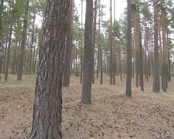 Bosque de pinos. muchos pinos y su cono . — Vídeos de Stock