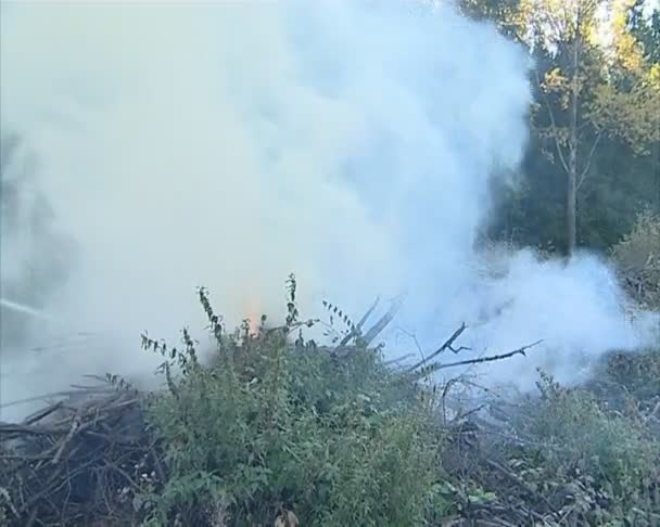 Lucha contra incendios en el bosque . — Vídeo de stock