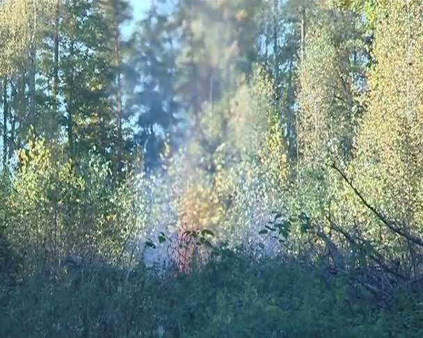 Fuego en el bosque. — Vídeo de stock