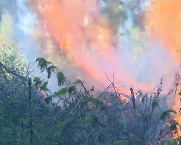 Lagerfeuer ist eine der häufigsten Brandursachen im Wald. — Stockvideo