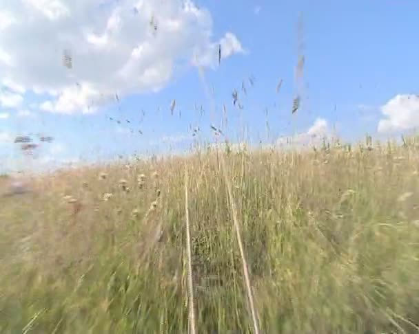 Wandelen door de weide. mooie dag. blauwe hemel met wolken. — Stockvideo