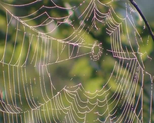 Toile d'araignée rosée suspendue sur les branches d'un arbre balançant dans le vent . — Video