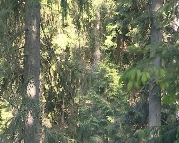 La descente des cimes de sapin au sol où se trouvent beaucoup de fougères . — Video