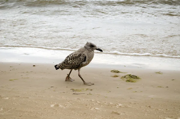 Gaviota bebé camina costa mar arena y olas — Foto de Stock