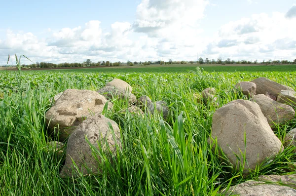 Velké kameny, vybral ze zemědělských polí a zamračená obloha. — Stock fotografie