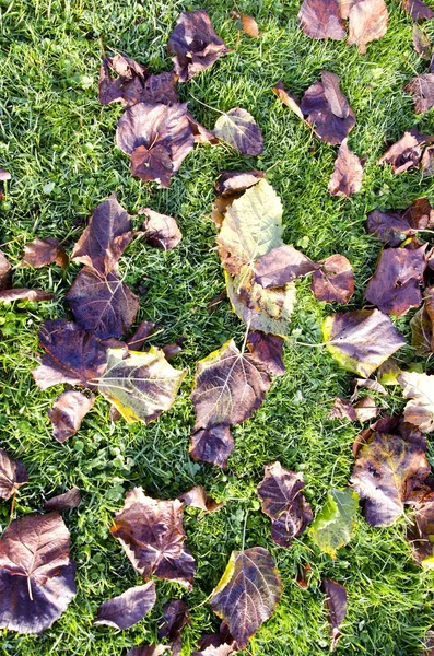 Automne feuilles de tilleul tombé sur l'herbe . — Photo