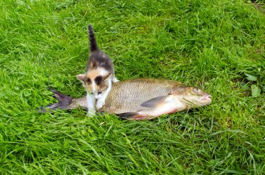 gatito atigrado sube sobre pescado besugo grande