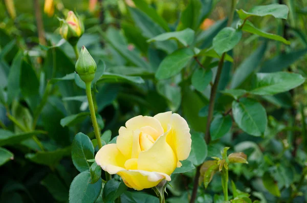 Jardín híbrido amarillo flor de rosa brote —  Fotos de Stock