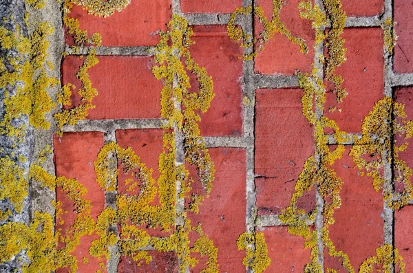 Bemooste rote Ziegelsteinwand Fragment Hintergrund. — Stockfoto