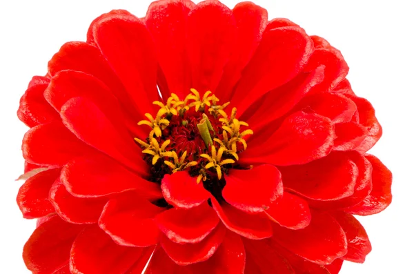 Rosso zinnia violacea fiore isolato su bianco — Foto Stock