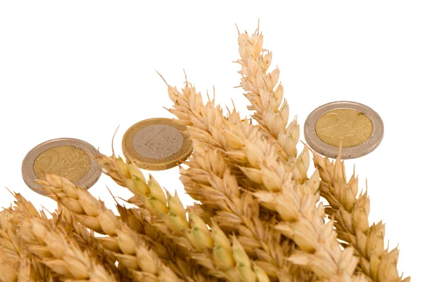 Izole beyaz buğday olgun hasat kulakları euro coins — Stok fotoğraf