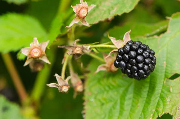Макро из ежевики здоровой экологической dewberry — стоковое фото
