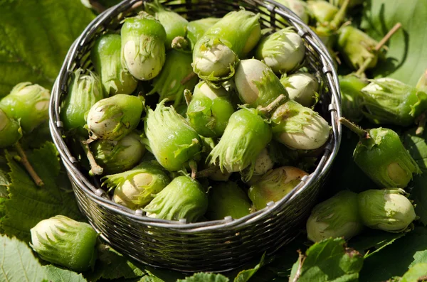 Plat en métal d'osier plein de noix de coco crues — Photo