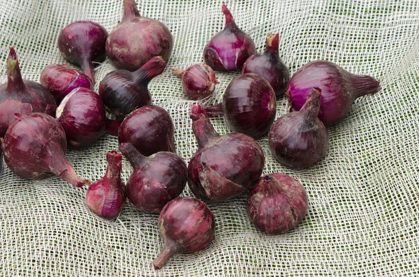 Rode ui gezonde plantaardige oogsten — Stockfoto