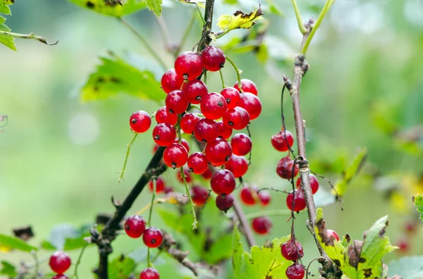 Röda mogna vinbär bär hänga på bush närbild — Stockfoto