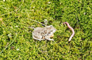 sarımsak spadefoot kurbağa pelobates fuscus solucan