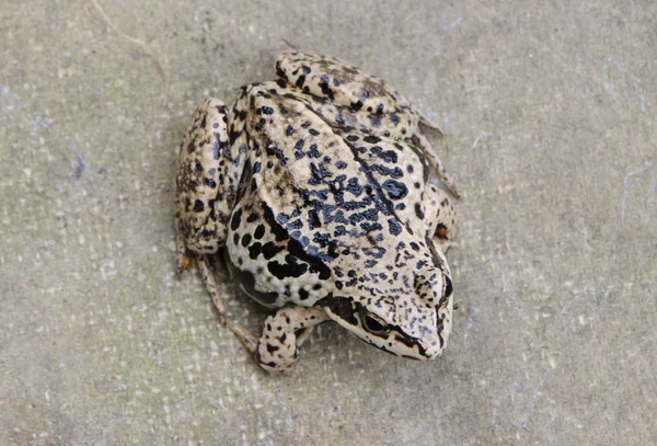 Closeup of brown rana frog amphibian black spot — Stock Photo, Image